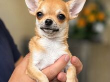 Müüa kaks toredat lühikarvalist chihuahua kutsikat