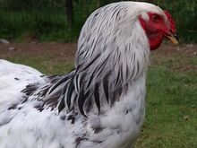 Noor Brahma kukk
