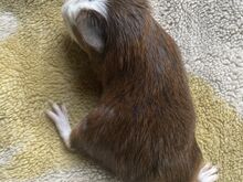 Merisiga