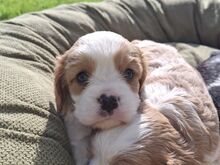 Cavalier King Charles spanjeli kutsikad