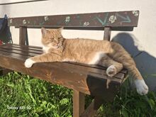 Дружелюбный котёнок Мольберт
