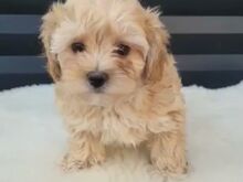 Maltipoo kutsikas