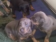 Dobermanni kutsikad