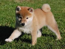 Shiba Inu