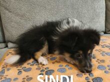 Shelti kutsikad