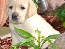 Labradori retriiver