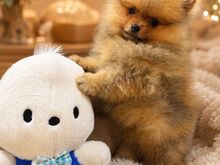 POMERANIA KÄÄBUSSPITSI KUTSIKAD )))