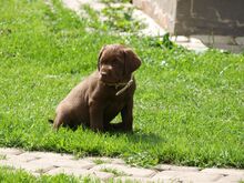 Labrador retriiver emane kutsikas saadaval