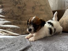 Jack Russelli terjeri kutsikapoiss (FCI/LKF)