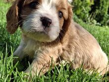 Cavalier King Charles spanjeli kutsikad!