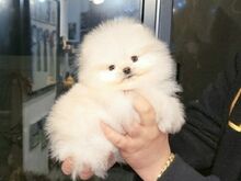 ✨???? POMERANIANI KUTSIKAD OTSIVAD UUT KODU! ????✨