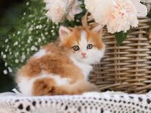 Ainuke EESTIS  Briti kassipoeg  GOLDEN/WHITE