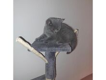 British Shorthair kittens