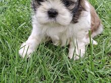 Shih Tzu kutsikad