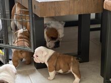 INGLISE BULLDOG