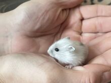 Джунгарские хомячки