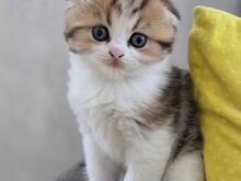 Scottish Fold