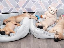 Bullmastifi kutsikad
