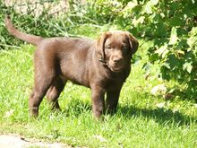 Müüa isane labrador-retriiver