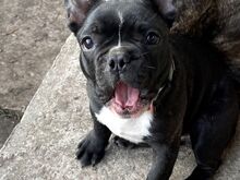 Brantsuse buldog