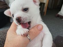 Chihuahua kutsikad