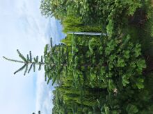 Elupuu Smaragd 140 kuni 220 cm