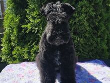 Kerry Blue Terrier