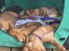 Vizsla / Ungari lühikarvalise linnukoera kutsikad