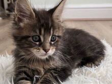 Maine Coon kassipojad