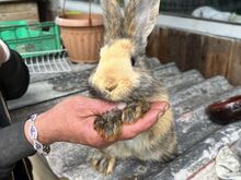 Продаются крольчата