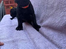 KIIRE!! Cane Corso tšempioni puhtatõulised kutsika