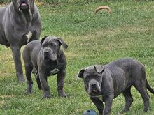 SUPERILUSAD CANE CORSO KUTSIKAD