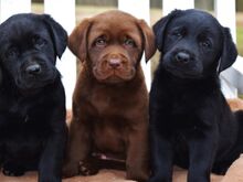 Labradori retriiveri kutsikad