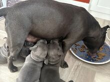 VALMIS KOHE KC Staffordshire'i bullterjer