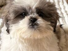 Armsad shih tzu kutsikad... kirjutage mulle WhatsA