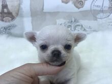 Chihuahua kutsikad