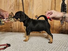 Kääbuspinser, Zwergpinscher, Miniature Pincher