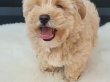 Maltipoo kutsikas