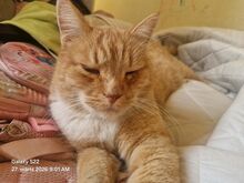 Дружелюбный котёнок Мольберт