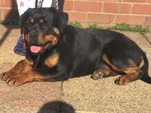 Rottweileri kutsikad.