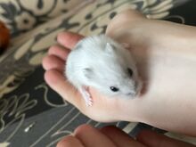 Джунгарские хомячки