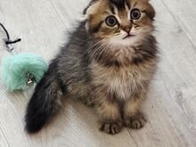 Скоттиш-фолд