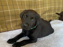 Labradori retriiver.
