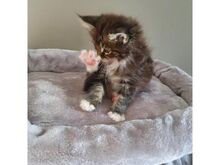 Maine coon kittens