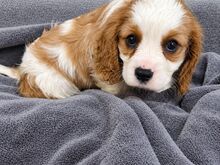 Cavalier King Charles spanjeli kutsikad!