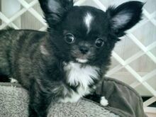CHIHUAHUA EMANE KUTSIKAS,