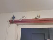 3 nümfkakaduud