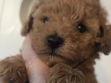 TOY POODLE