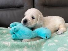 Golden Retriever Puppies Available