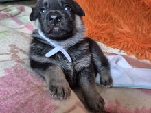 Щенки восточноевропейской овчарки с документами